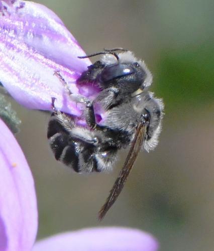 Réf. 260 364 : Hoplitis cristatula